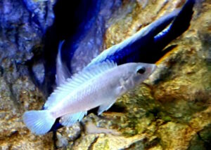 Labidochromis caeruleus 'Thumbi Reef'